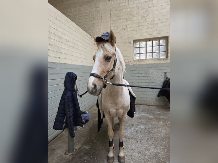 Deutsches Reitpony Wallach 14 Jahre 148 cm Palomino in Kaarst