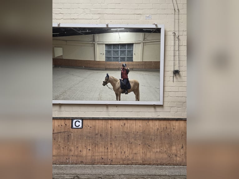 Deutsches Reitpony Wallach 14 Jahre 148 cm Palomino in Kaarst