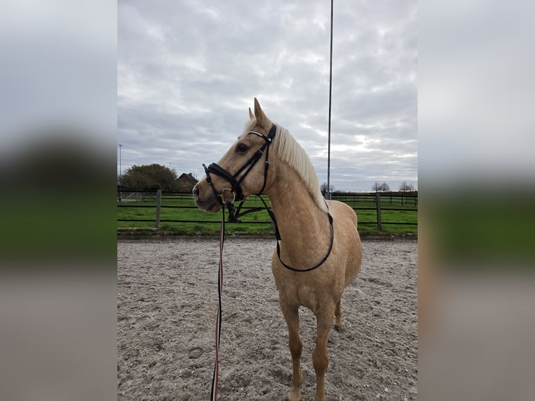 Deutsches Reitpony Wallach 14 Jahre 148 cm Palomino in Kaarst