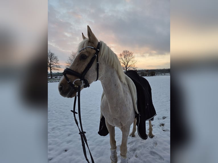 Deutsches Reitpony Wallach 14 Jahre 148 cm Palomino in Kaarst