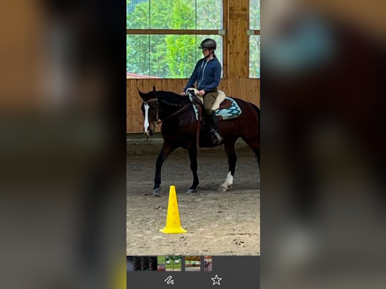 Deutsches Reitpony Mix Wallach 14 Jahre 149 cm Brauner in DauchingeN