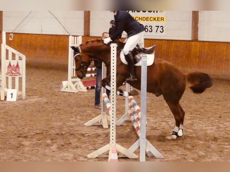 Deutsches Reitpony Wallach 14 Jahre 149 cm Fuchs in Lübeck