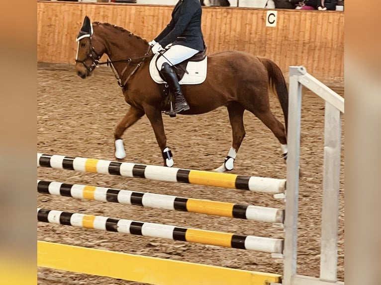 Deutsches Reitpony Wallach 14 Jahre 149 cm Fuchs in Lübeck