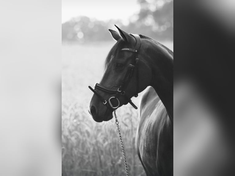 Deutsches Reitpony Wallach 14 Jahre 150 cm Brauner in Achim