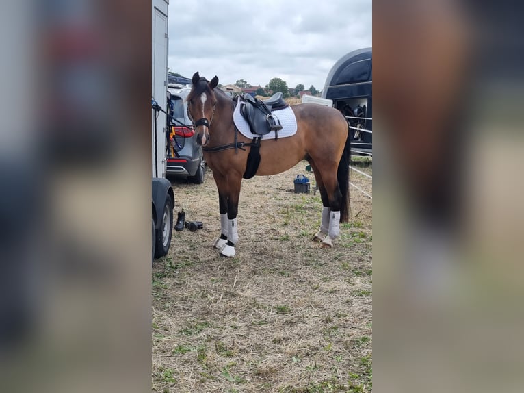 Deutsches Reitpony Wallach 14 Jahre 150 cm Brauner in Achim