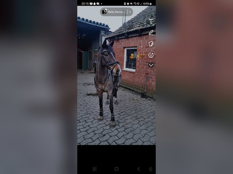 Deutsches Reitpony Wallach 14 Jahre 150 cm Brauner in Achim