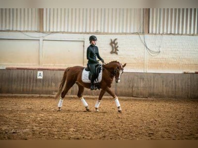 Deutsches Reitpony Wallach 14 Jahre 150 cm Fuchs in Krefeld