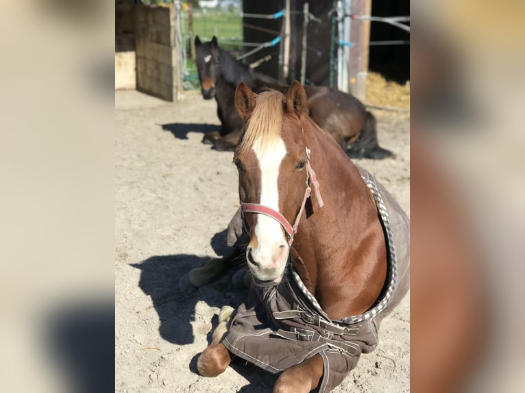 Deutsches Reitpony Wallach 14 Jahre 150 cm Fuchs in Krefeld