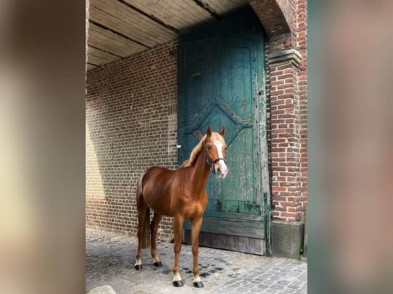 Deutsches Reitpony Wallach 14 Jahre 150 cm Fuchs in Krefeld