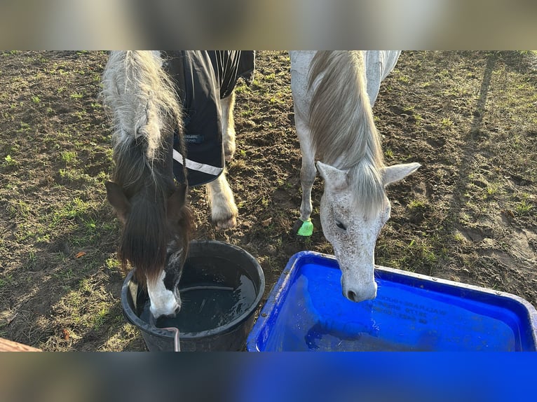 Deutsches Reitpony Wallach 14 Jahre 152 cm Fliegenschimmel in Schwanewede