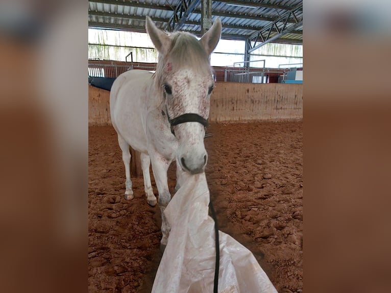 Deutsches Reitpony Wallach 14 Jahre 152 cm Fliegenschimmel in Schwanewede