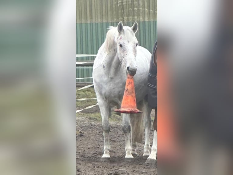 Deutsches Reitpony Wallach 14 Jahre 152 cm Fliegenschimmel in Schwanewede