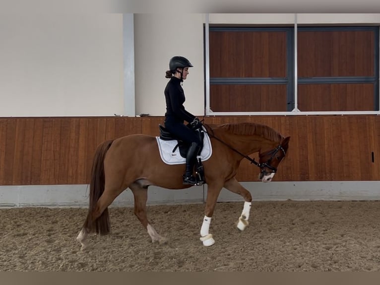 Deutsches Reitpony Wallach 14 Jahre 152 cm Fuchs in Stahnsdorf
