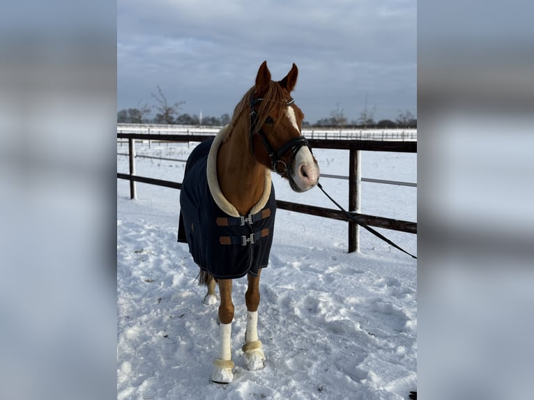 Deutsches Reitpony Wallach 14 Jahre 152 cm Fuchs in Stahnsdorf