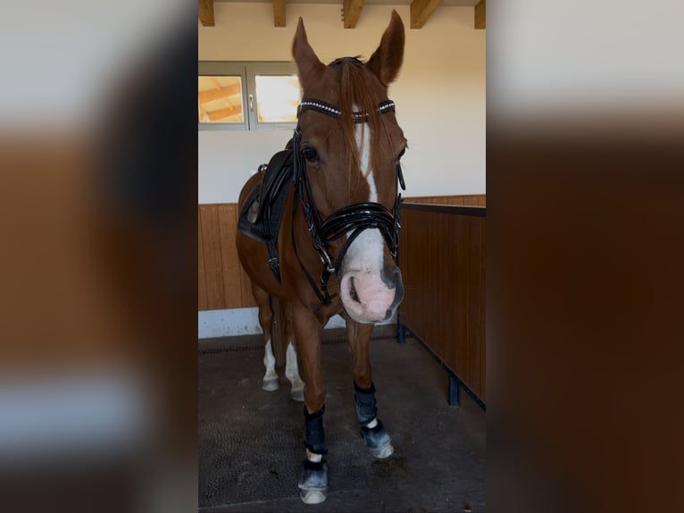 Deutsches Reitpony Wallach 14 Jahre 152 cm Fuchs in Stahnsdorf