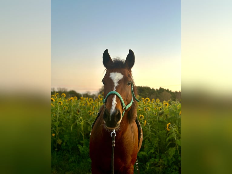 Deutsches Reitpony Wallach 14 Jahre 153 cm Brauner in Telgte