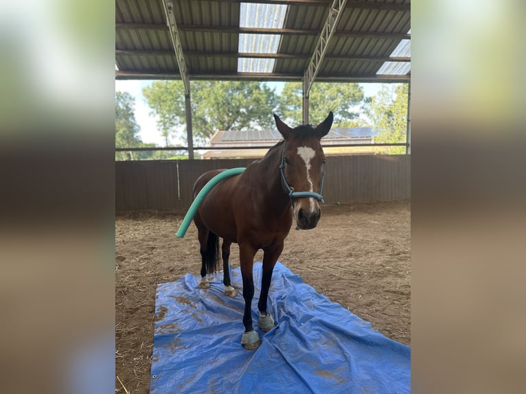 Deutsches Reitpony Wallach 14 Jahre 153 cm Brauner in Telgte