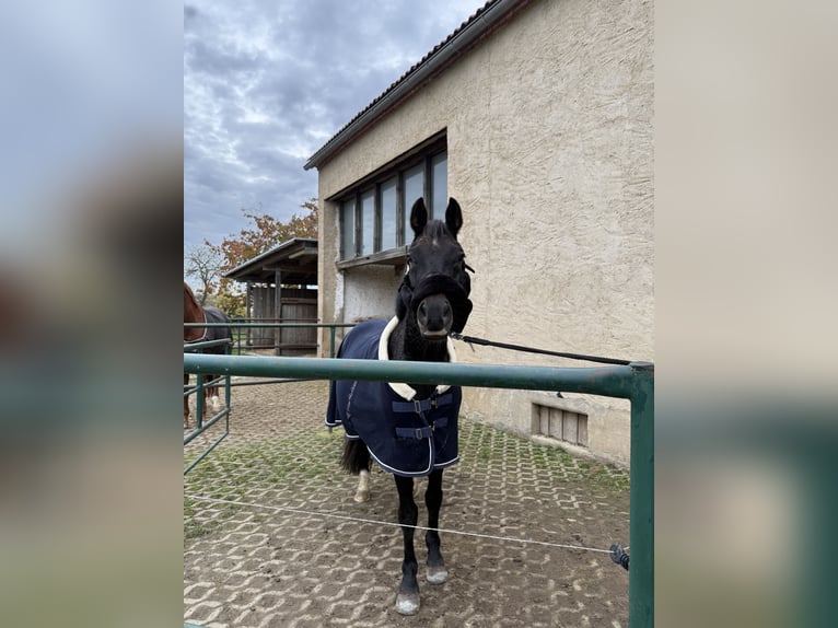 Deutsches Reitpony Wallach 14 Jahre 153 cm Rappe in DreiheideTürgau