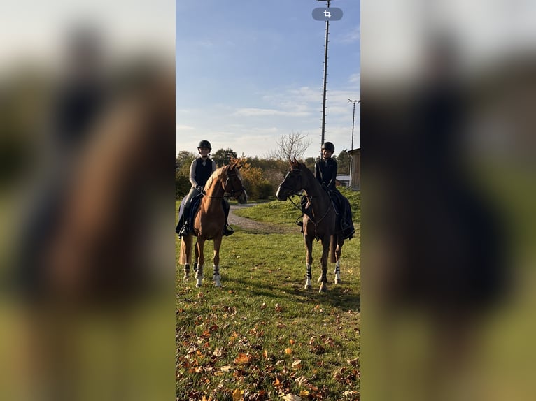 Deutsches Reitpony Wallach 14 Jahre 155 cm Fuchs in Linkenheim-HochstettenLinkenheim