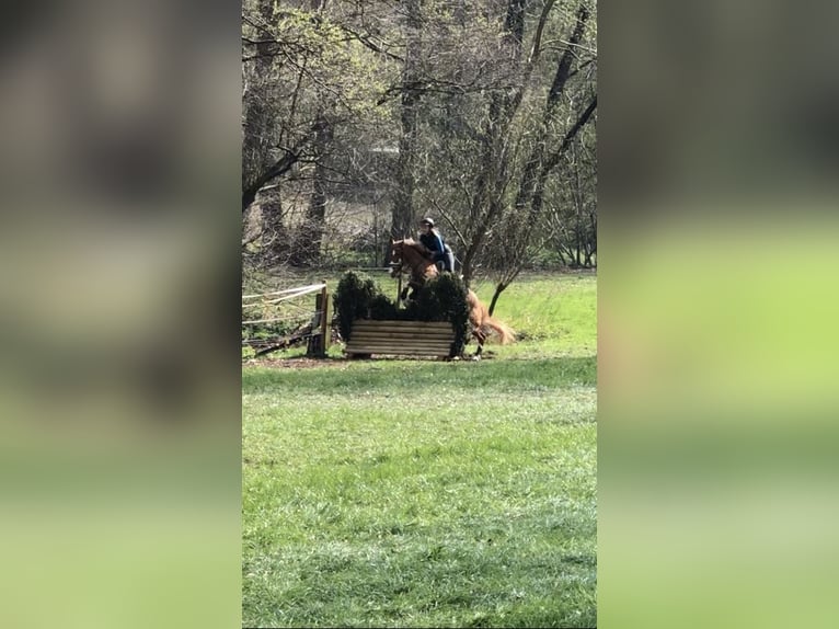 Deutsches Reitpony Wallach 14 Jahre 155 cm Fuchs in Leverkusen
