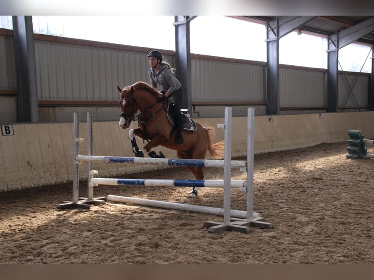 Deutsches Reitpony Wallach 14 Jahre 155 cm Fuchs in Leverkusen