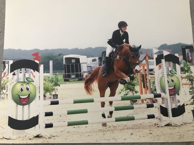 Deutsches Reitpony Wallach 14 Jahre 155 cm Fuchs in Leverkusen