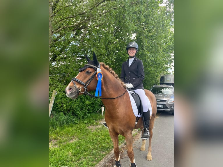 Deutsches Reitpony Wallach 14 Jahre Fuchs in Loxstedt