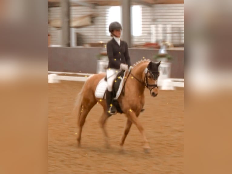 Deutsches Reitpony Wallach 14 Jahre Palomino in Gescher
