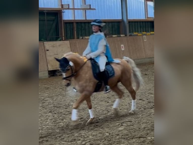 Deutsches Reitpony Wallach 14 Jahre Palomino in Gescher