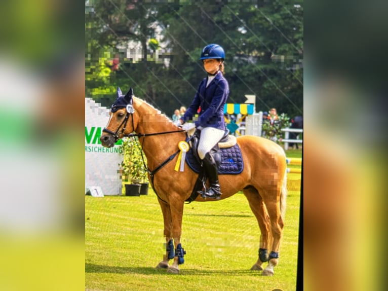 Deutsches Reitpony Wallach 14 Jahre Palomino in Gescher