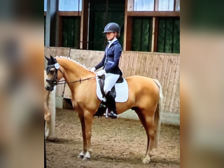 Deutsches Reitpony Wallach 14 Jahre Palomino in Gescher