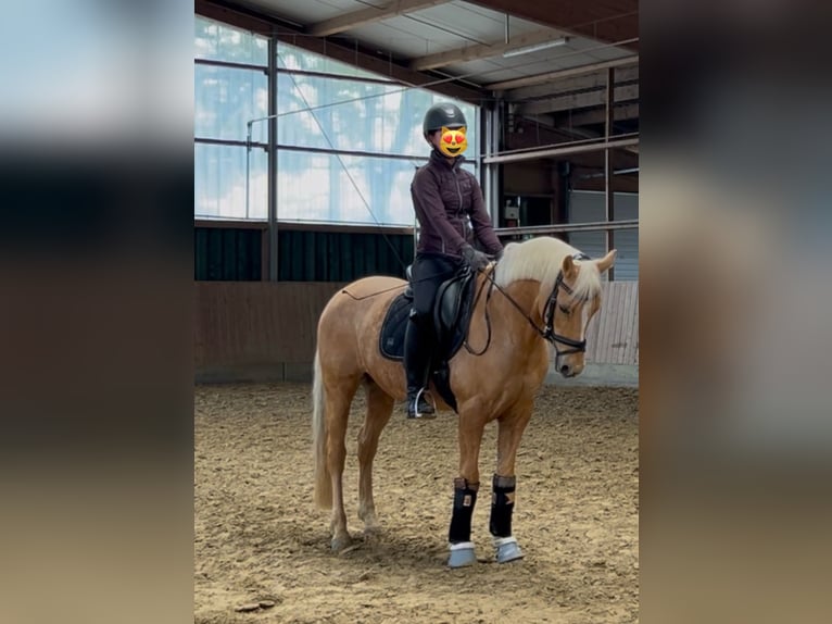 Deutsches Reitpony Wallach 14 Jahre Palomino in Gescher