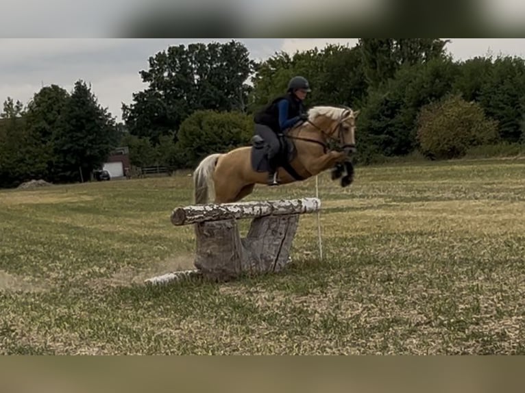 Deutsches Reitpony Wallach 14 Jahre Palomino in Gescher
