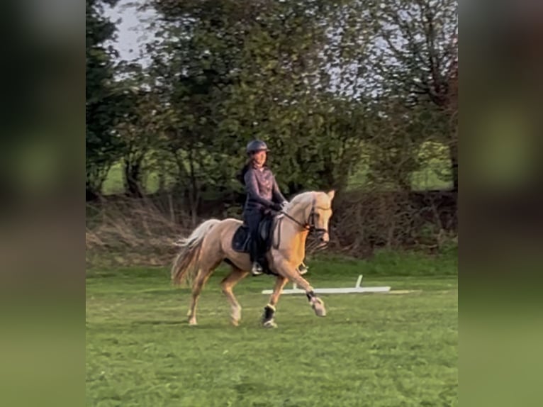 Deutsches Reitpony Wallach 14 Jahre Palomino in Gescher