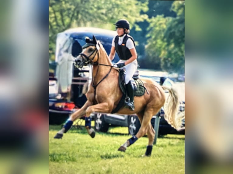 Deutsches Reitpony Wallach 14 Jahre Palomino in Gescher