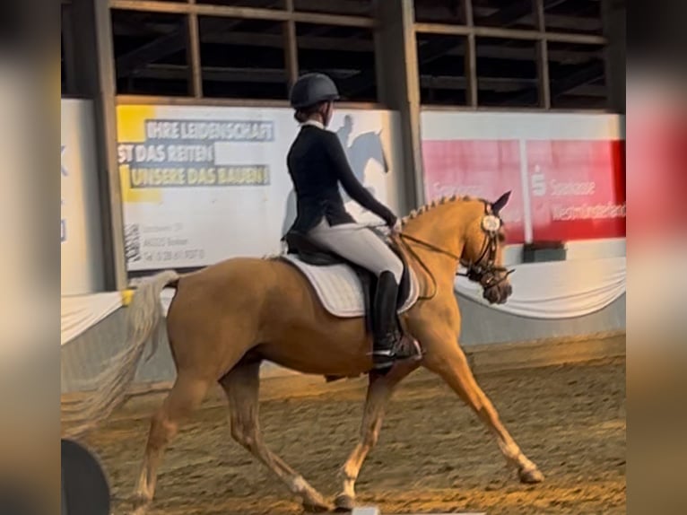 Deutsches Reitpony Wallach 14 Jahre Palomino in Gescher