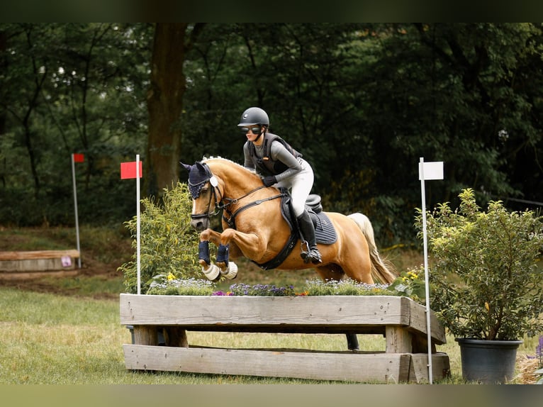 Deutsches Reitpony Wallach 14 Jahre Palomino in Gescher