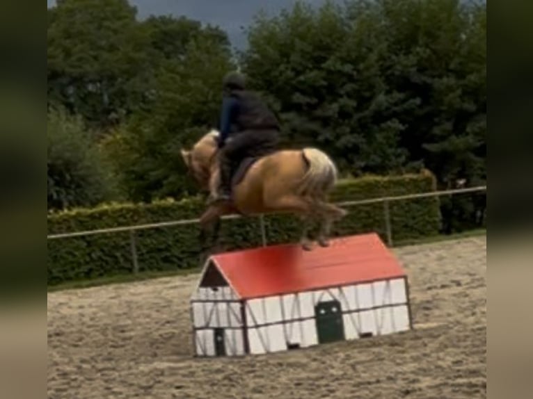 Deutsches Reitpony Wallach 14 Jahre Palomino in Gescher