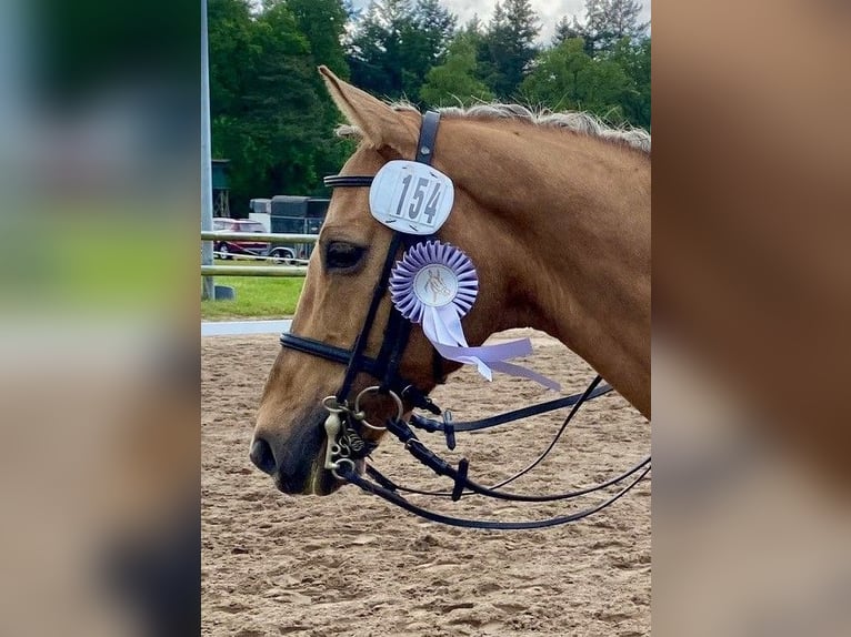 Deutsches Reitpony Wallach 14 Jahre Palomino in Ganderkesee