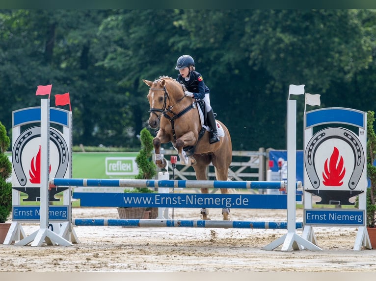 Deutsches Reitpony Wallach 14 Jahre Palomino in Ganderkesee