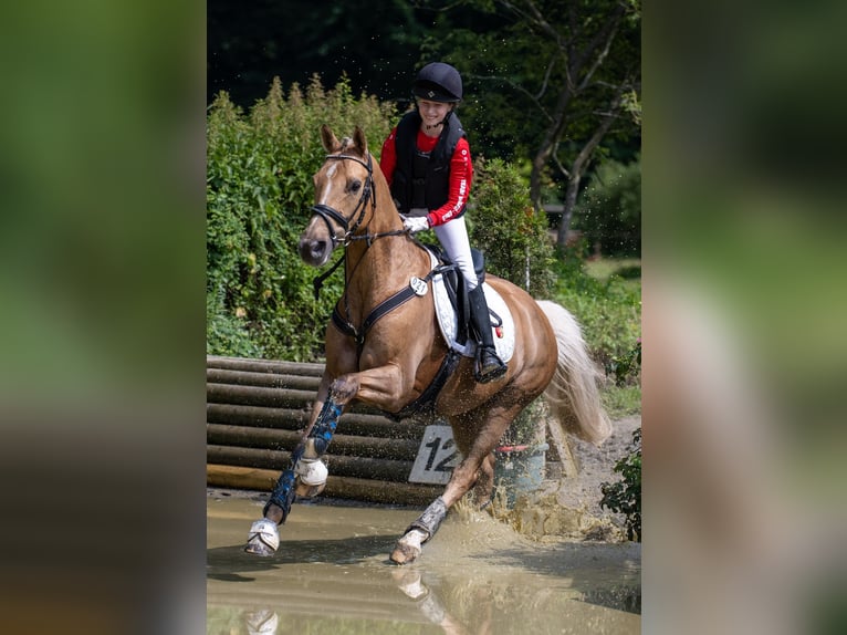 Deutsches Reitpony Wallach 14 Jahre Palomino in Ganderkesee