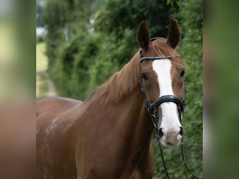 Deutsches Reitpony Wallach 14 Jahre Schimmel in Lausen