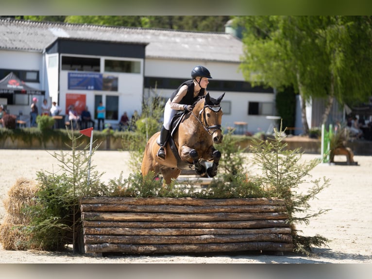 Deutsches Reitpony Wallach 14 Jahre in Stadecken-Elsheim