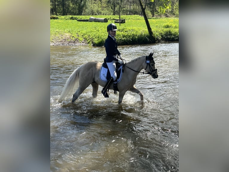 Deutsches Reitpony Wallach 15 Jahre 133 cm Palomino in Diemelstadt