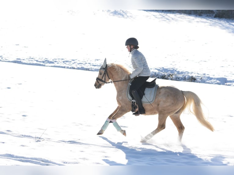 Deutsches Reitpony Wallach 15 Jahre 133 cm Palomino in Diemelstadt