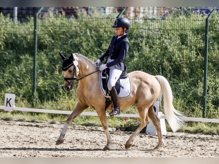 Deutsches Reitpony Wallach 15 Jahre 133 cm Palomino in Diemelstadt