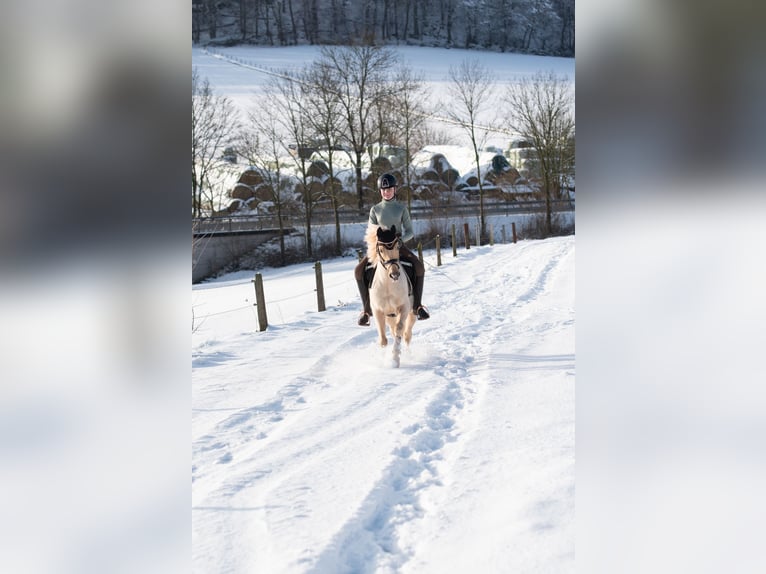 Deutsches Reitpony Wallach 15 Jahre 133 cm Palomino in Diemelstadt