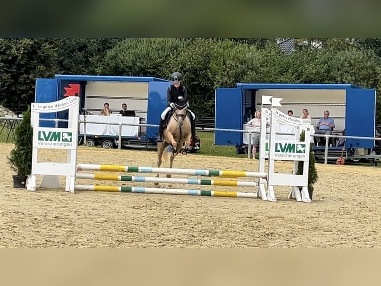 Deutsches Reitpony Wallach 15 Jahre 133 cm Palomino in Diemelstadt
