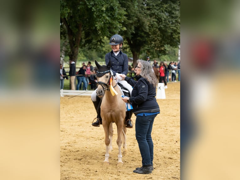 Deutsches Reitpony Wallach 15 Jahre 133 cm Palomino in Diemelstadt