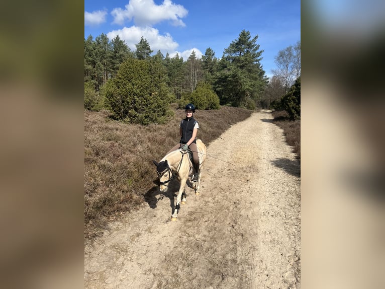 Deutsches Reitpony Wallach 15 Jahre 133 cm Palomino in Diemelstadt